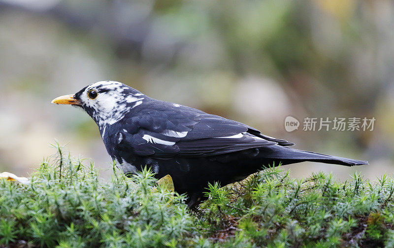 黑鸟(Turdus merula)男性白化